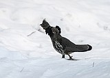 Something to grouse about