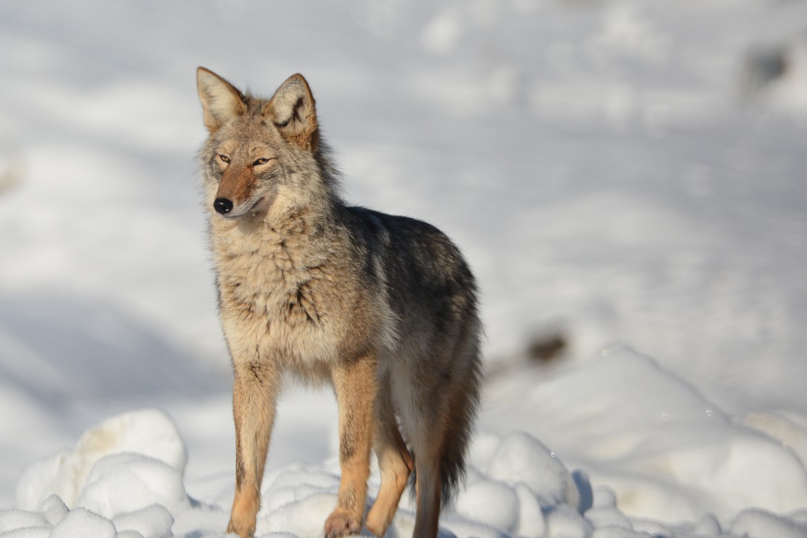 Perhaps more than any other animal, the coyote has shown an ability to adapt to its surroundings.