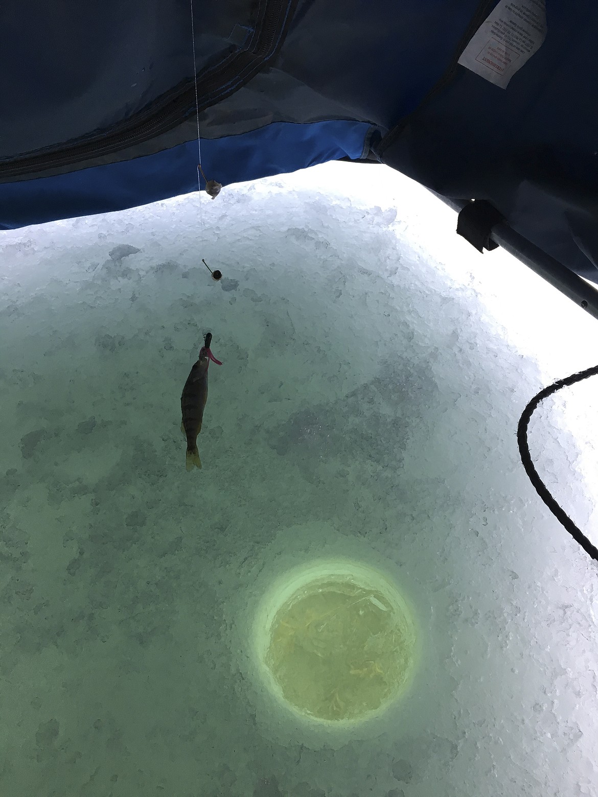 ONE OF the seven perch reporter Ashley Fox caught while ice fishing last week with Richard &#147;The Macman&#148; Zimmer. (Ashley Fox/Lake County Leader)