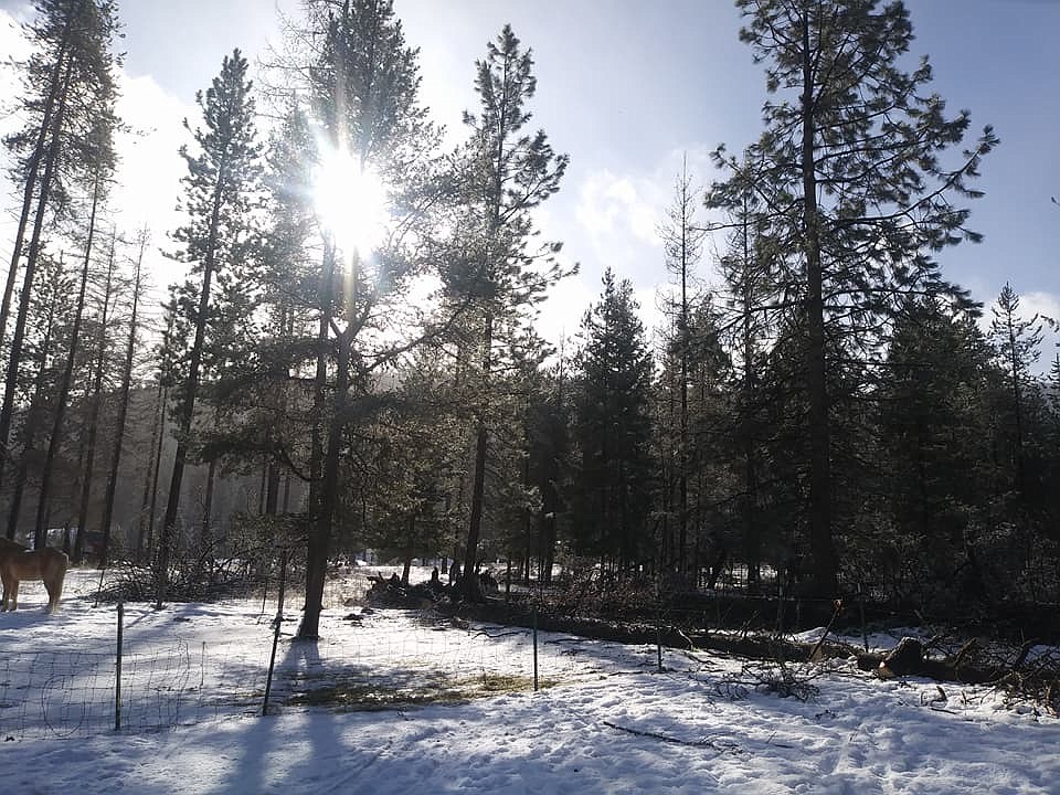 Over 40 feet of barbed wire fence was damaged by trees uprooted by wind gusts up Petty Creek near Alberton on Jan. 29. (Photo by Alicia Gregory).