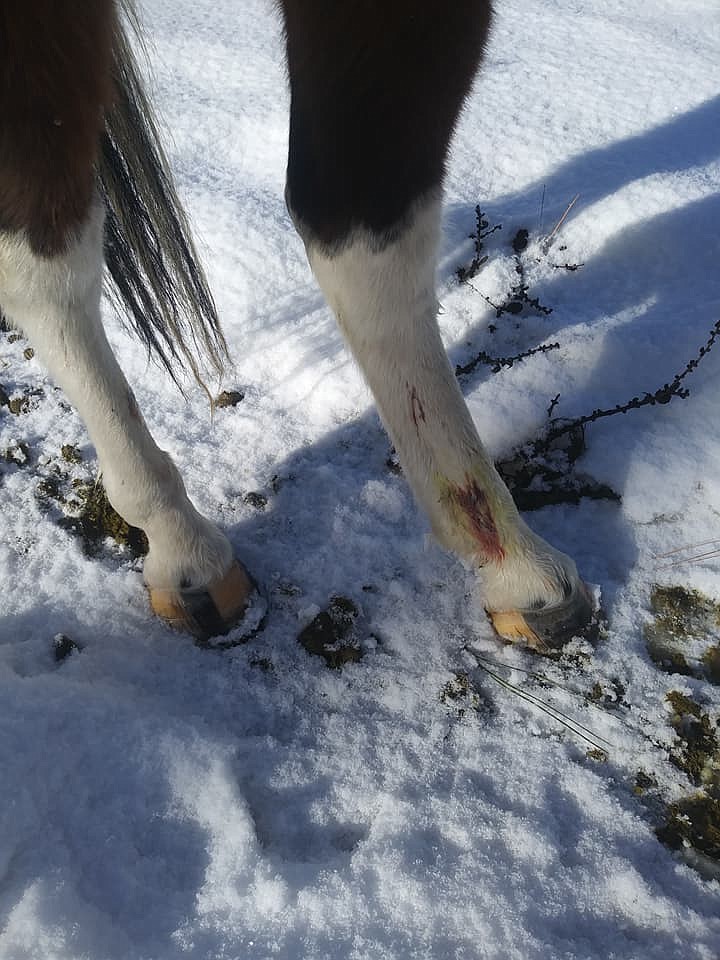 Pepper, owned by Alicia Gregory, sustained some scratches from the trees and barbed wire fencing damaged by strong winds last Monday. (Photo by Alicia Gregory)