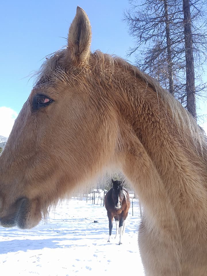 Pepper, a bay horse, got some scratches when he got tangled up in some barbed wire fencing and trees downed by strong wind gusts near Alberton. He&#146;s since made a full recovery. (Photo by Alicia Gregory)