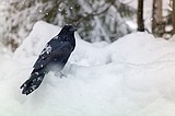 A quick blast of cold air expected Saturday night, with heavy snow