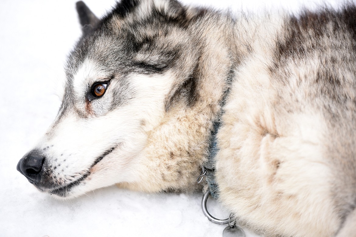 Enzo, one of the lead dogs at Base Camp Bigfork lays down on the snow just waiting to be petted on Friday, January 26.(Brenda Ahearn/Daily Inter Lake)