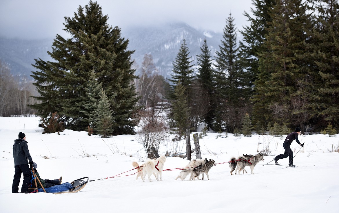 Mark Schurke takes off leading the Goodson family, from Atlanta, on a snowy trail at Base Camp Bigfork on Friday, January 26. One of the things that is different about sledding with Schurke is that he skis out in front of the dogs letting clients have full control of the sleds and the dogs.(Brenda Ahearn/Daily Inter Lake)