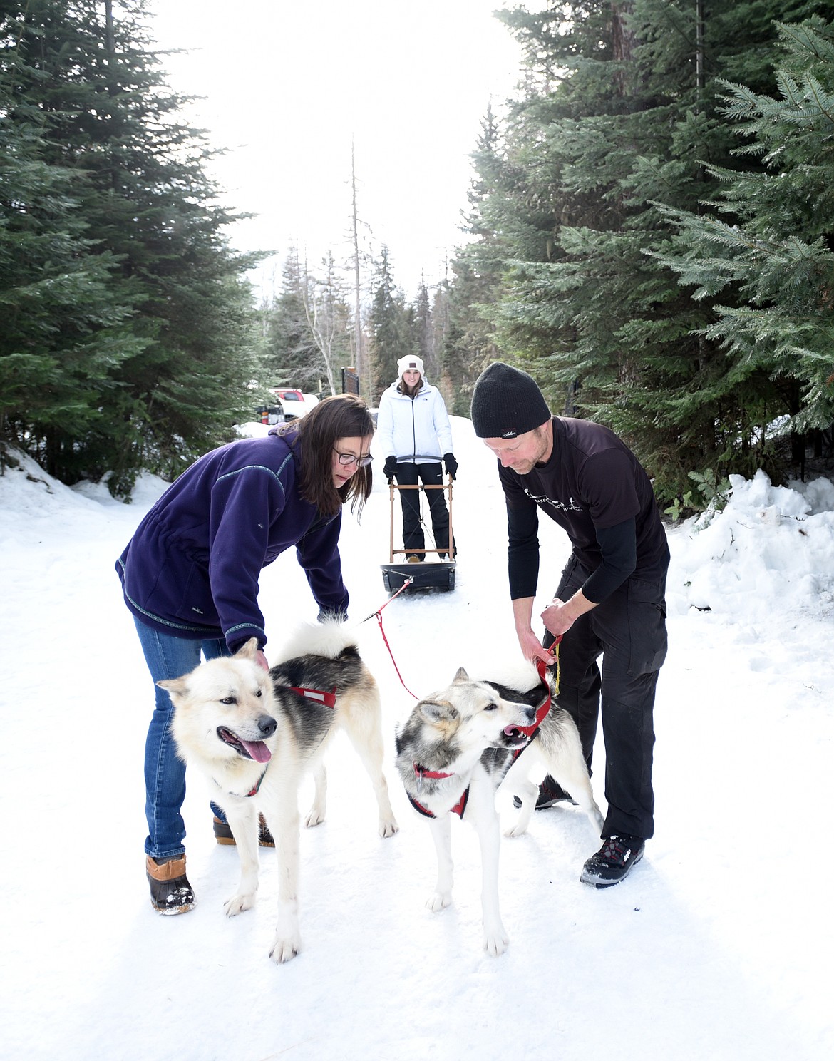 Samantha and Mark Schurke put away dogs following a trail run with clients at Base Camp Bigfork on Friday, January 26.(Brenda Ahearn/Daily Inter Lake)