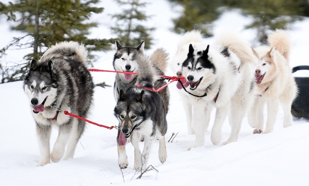 Enzo and Smash, two Inuit dogs, leading their sled at Base Camp Bigfork on Jan. 26.