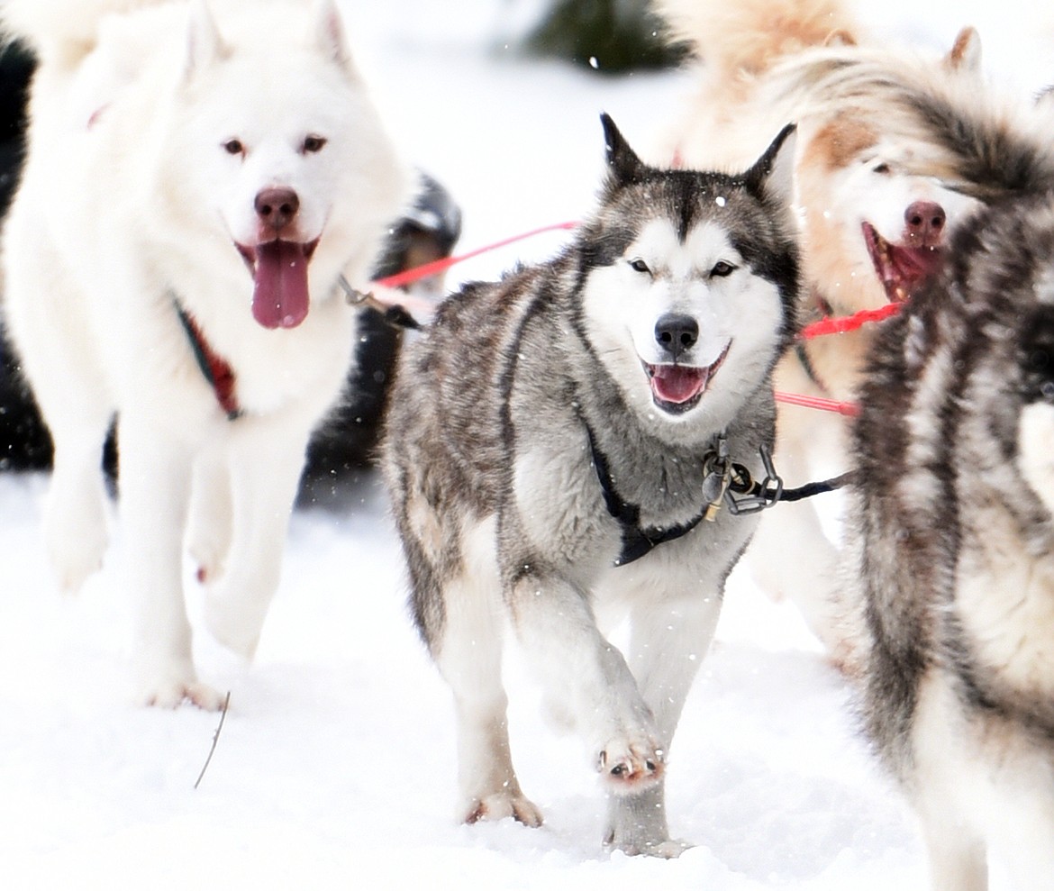 All of the dogs at Base Camp Bigfork are Inuit dogs. The dogs are given large pens and are not kept chained. The Schurke&#146;s said they have a hard time classifying the dogs as work dogs or pets because to this family they are both.
(Brenda Ahearn/Daily Inter Lake)