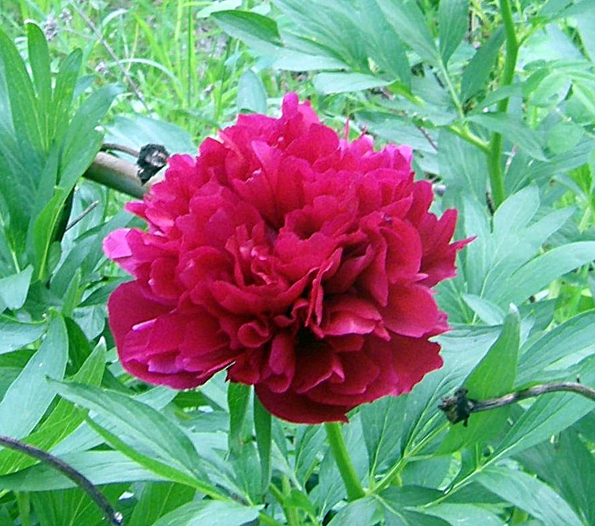 (Photo by VALLE NOVAK)
Beautiful peonies are lovely as a valentine, captivating all garden visitors from humans to pollinators and nectar-sippers.