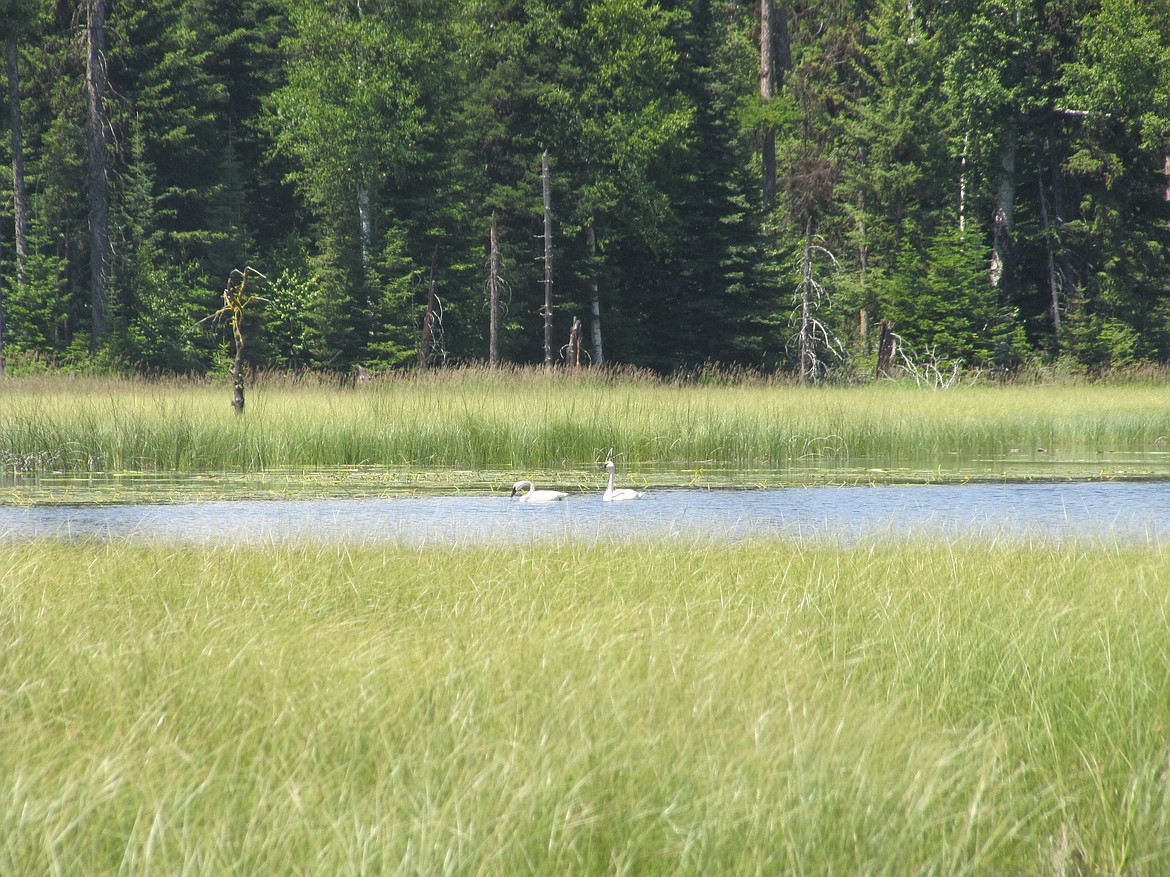 The conservation easement will protect nearly 11 square miles that will be added to Stillwater State Forest and will include Meadow Lake. (Montana Fish, Wildlife &amp; Parks)