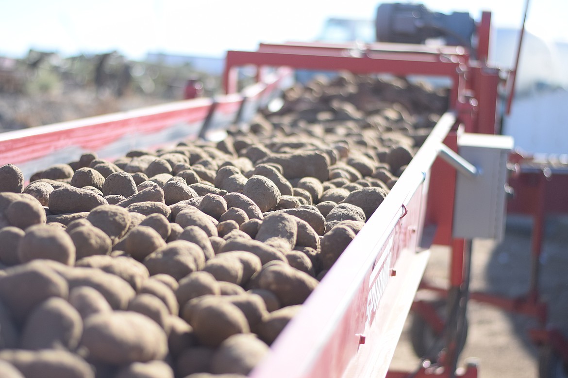 Niki Baker/courtesy photo - Potatoes moving down the line during harvest time.