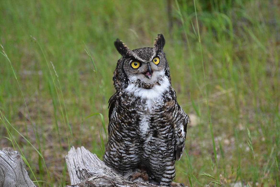 The great horned owl is one of the most common owls in North America. He is named for the tufts of feathers that sit on top of its head resembling horns.