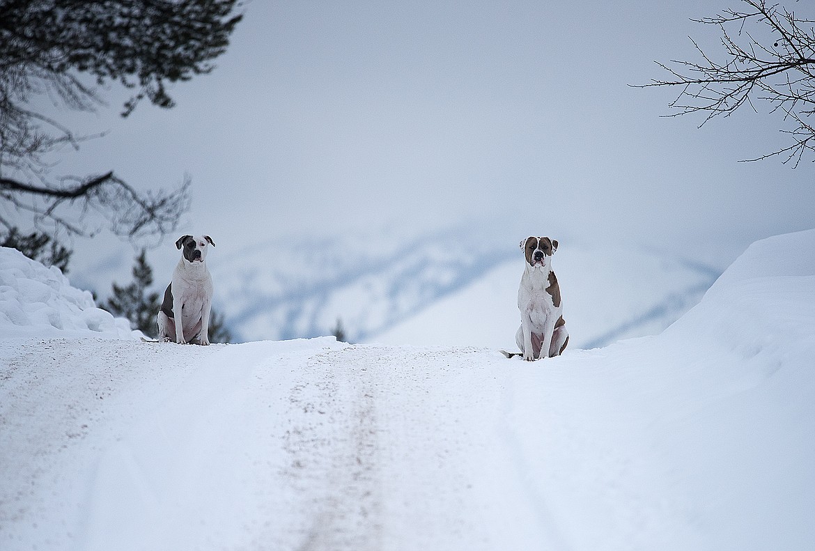 Two dogs sit in a driveway in Martin City.