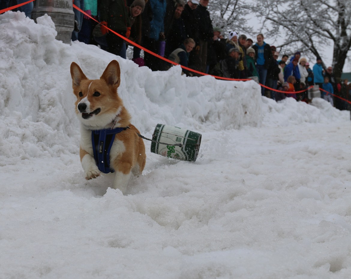A contestant charges down the track during a past K9 Keg Pull, a fundraiser for the Better Together Animal Alliance, held during Sandpoint&#146;s annual Winter Carnival.
