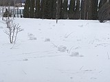 Rare snow phenomenon witnessed in Rathdrum