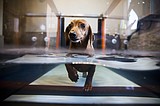 Springwater Veterinary Services makes a splash with pets