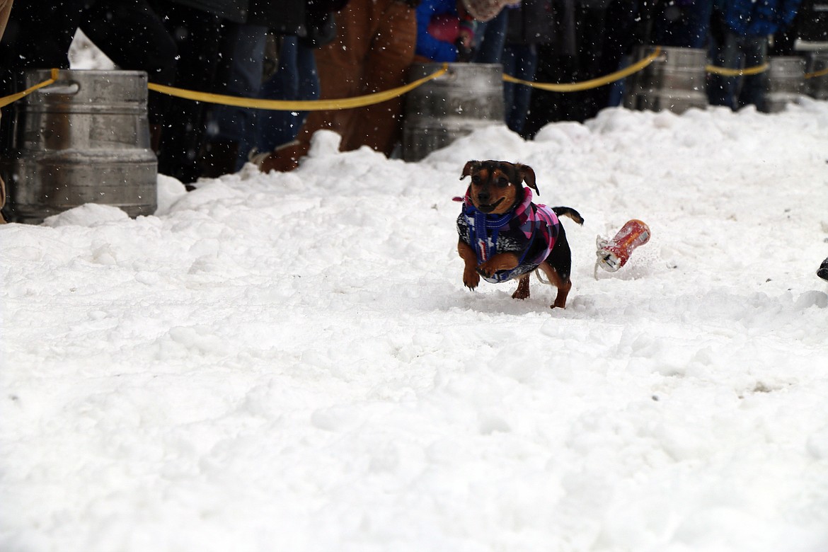 (Photo by CAROLINE LOBSINGER)A pint-sized entrant races down the track in Sunday's K9 Keg Pull.