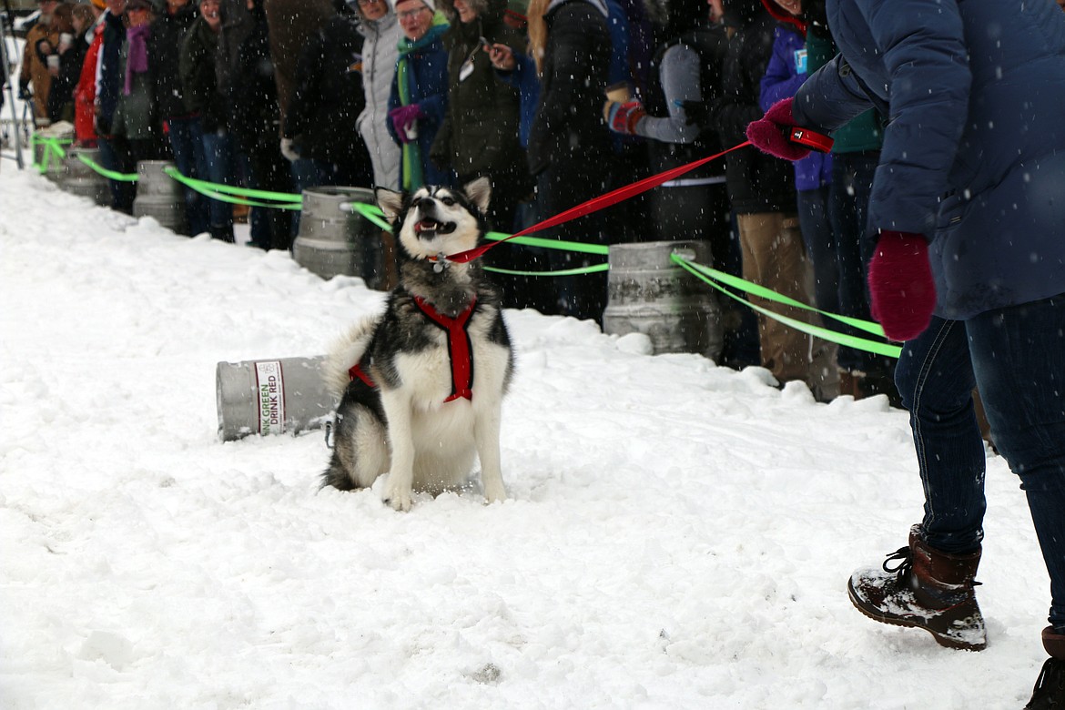 (Photo by CAROLINE LOBSINGER)A competitor in Sunday's K9 Keg Pull decides to make it more than clear that it is does not want to pull a keg at the annual Winter Carnival event.