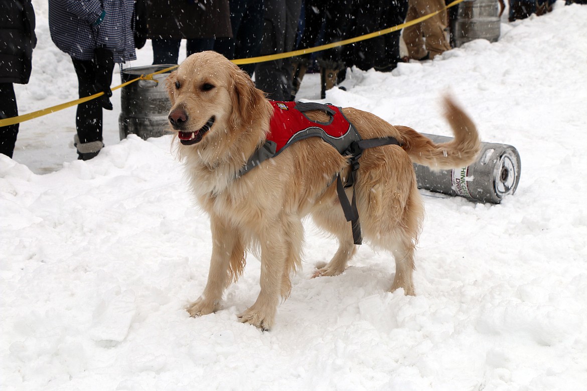 (Photo by CAROLINE LOBSINGER)A competitor in Sunday's K9 Keg Pull comes to a dead stop in the fan favorite Winter Carnival event. Hundreds of people and dozens of dogs packed the granary district for the keg pull.