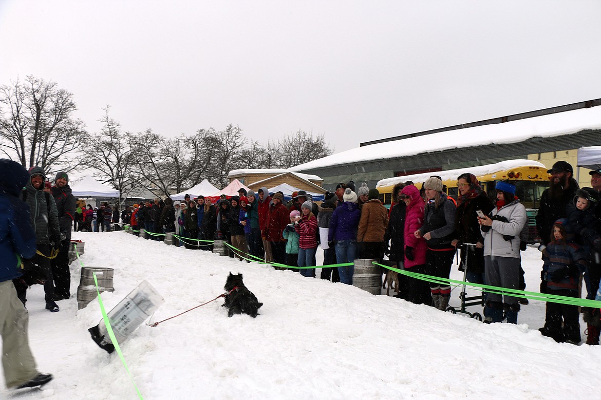 (Photo by CAROLINE LOBSINGER)A competitor in Sunday's K9 Keg Pull decides to try heading back up the course after seeking a way out of the event. The pup eventually made its way to the opposite side of the course and the safety of its owner.