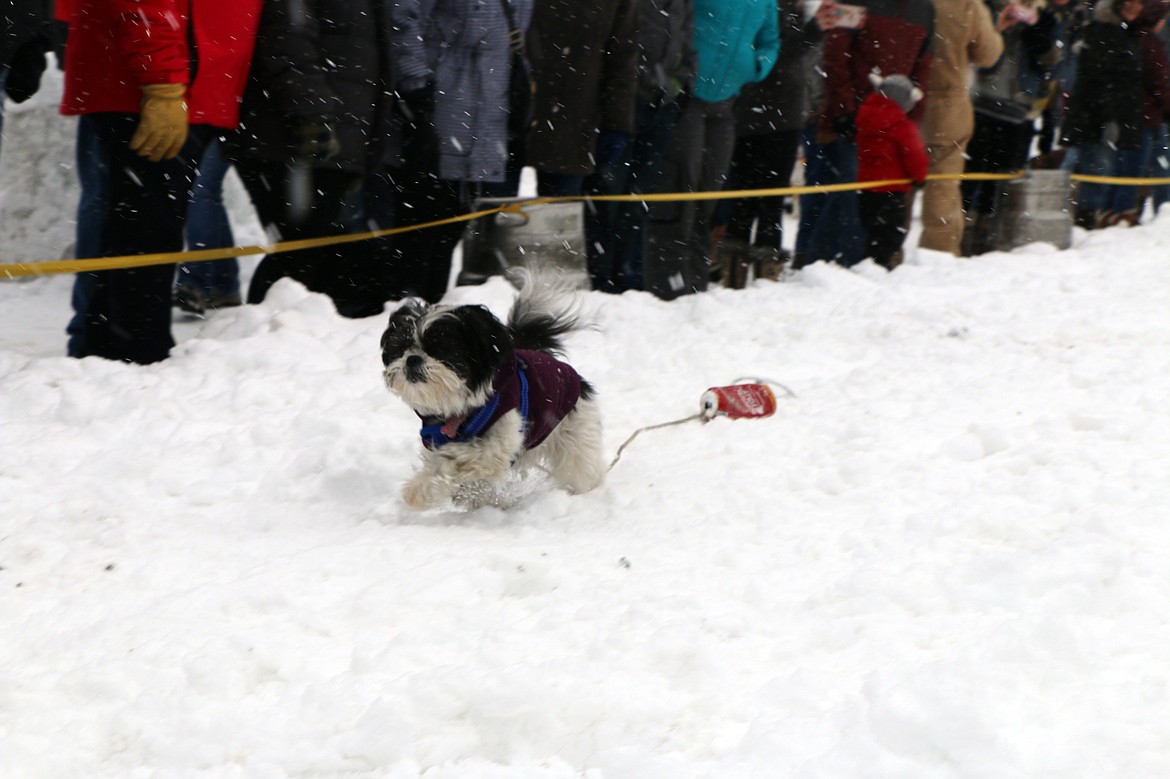 (Photo by CAROLINE LOBSINGER)A small dog charges down the course in Sunday's K9 Keg Pull.