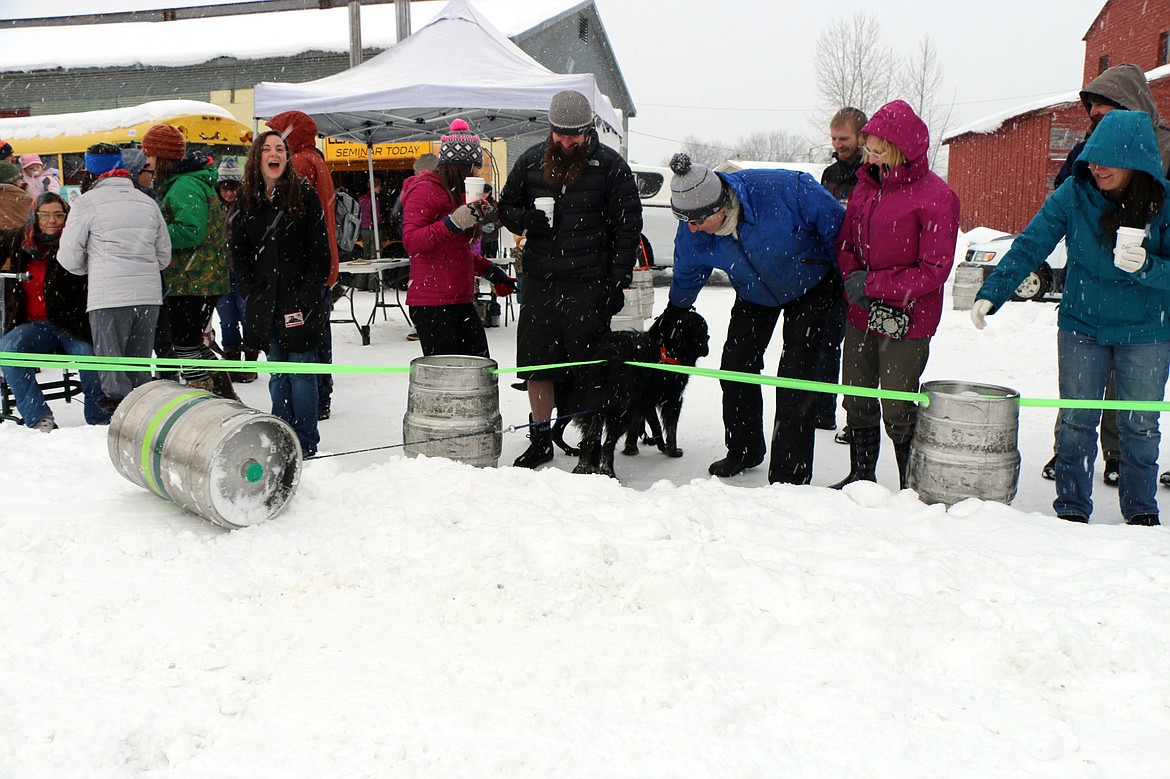 (Photo by CAROLINE LOBSINGER)A competitor in Sunday's K9 Keg Pull looks for an early exit after deciding the race was not its thing.