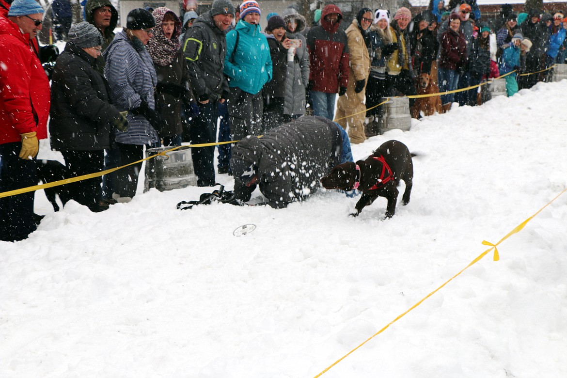 (Photo by CAROLINE LOBSINGER)A competitor in Sunday's K9 Keg Pull takes out its owner during a race.