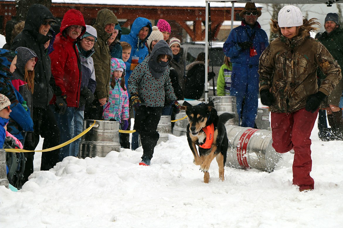 (Photo by CAROLINE LOBSINGER)A competitor in Sunday's K9 Keg Pull jumps off to a fast start at the annual Winter Carnival event. The event, which attracted a large crowd and dozens of entrants, raises money for the Panhandle Animal Shelter.