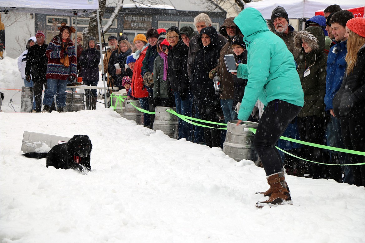 (Photo by CAROLINE LOBSINGER)A dog owner films her dog on her cellphone while attempting to get it to get off its belly and submarine its way down the K9 Keg Pull track on Sunday.