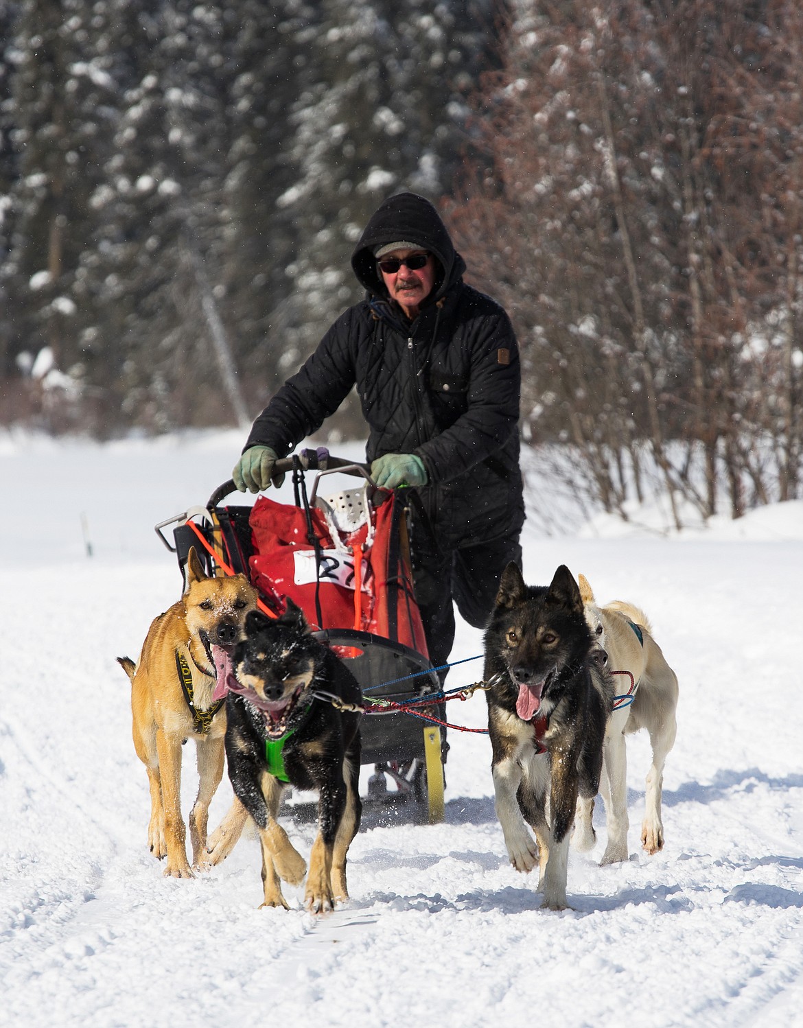 Butch Parr and his four-dog team races toward the finish at the Flathead Classic Dog Sled Race on Saturday near Olney.