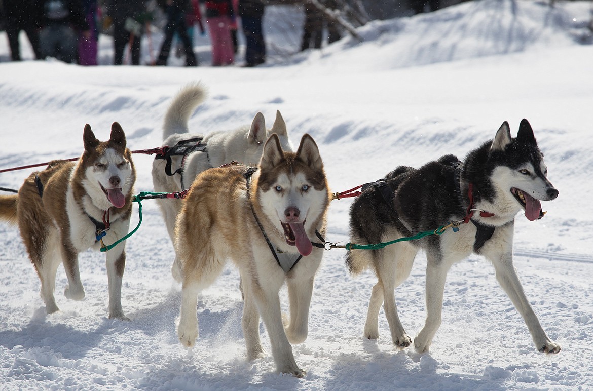 A group of huskies race through the snow at the Flathead Classic Dog Sled Race on Saturday near Olney.