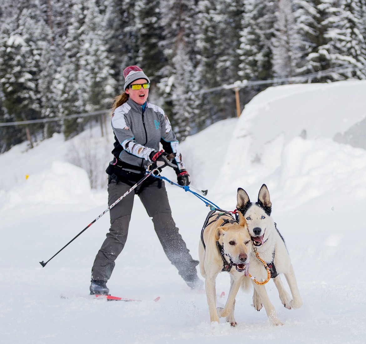 A pair of eager dogs pull a skier on the first day of the Flathead Classic Dog Sled Race on Saturday near Olney.