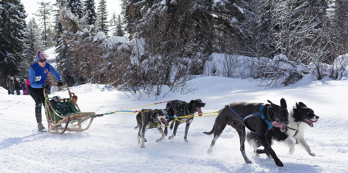 A musher directs a four-dog team as it blasts down the trail during the Flathead Classic Dog Sled Race on Saturday near Olney. (Daniel McKay photos/Whitefish Pilot)