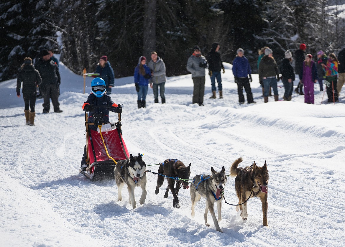 The only junior musher at the event, Harley Dutton races with a four-dog team.