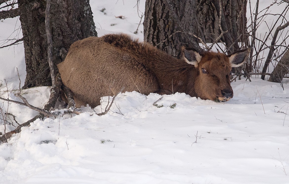 An elk calf struggles in the snow near Bear Creek.