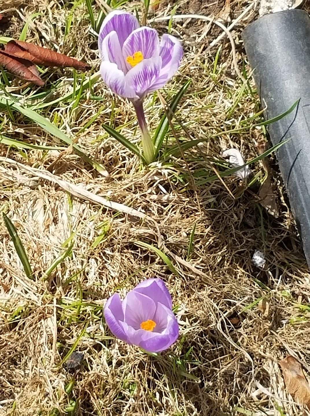 Photo by Tanna Yeoumans
Purple Crocus are one of the first spring flowers local residents look forward to seeing every year.