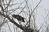 Bald eagles take up residence here