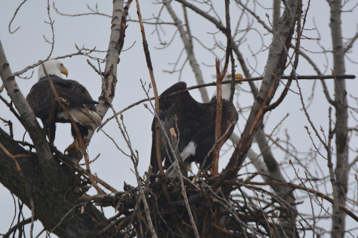 Photo by DON BARTLING
The female generally places the sticks in nest building while both carry the branches to the site. The nest building activity is part of their pair bonding. Notice the large stick in the female&#146;s beak while the male looks on.