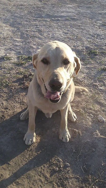 POLSON POLICE Department K-9 Brody is coming up on retirement, after four years with the department. (Photo provided courtesy of Polson Police Department Facebook page)