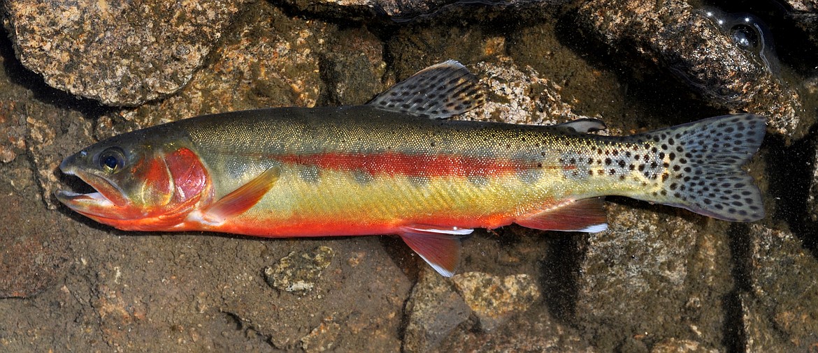 Photos courtesy of IDAHO DEPARTMENT OF FISH AND GAME
A native of the high Sierras, golden trout have been stocked in many Western high mountain lakes. The golden trout was once thought to be a subspecies of the rainbow trout. Recently however it has been named an independent species rather than a subspecies.