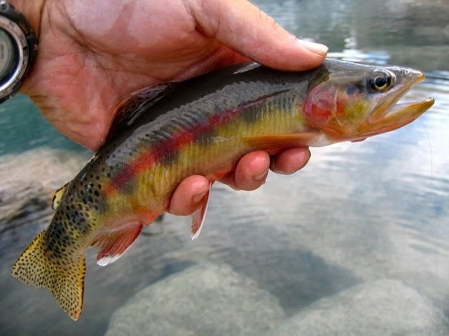 Photo courtesy of BRANDEN HUMMEL
A golden trout from a high mountain lake in Idaho.
