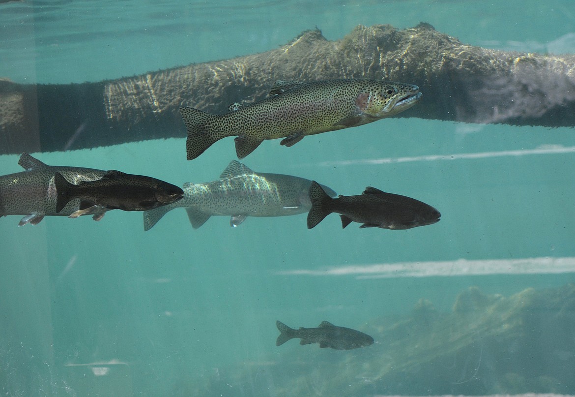 (Photo courtesy ROGER PHILLIPS/IDAHO FISH &amp; GAME)
Rainbow trout stocked at the MK Nature Center.