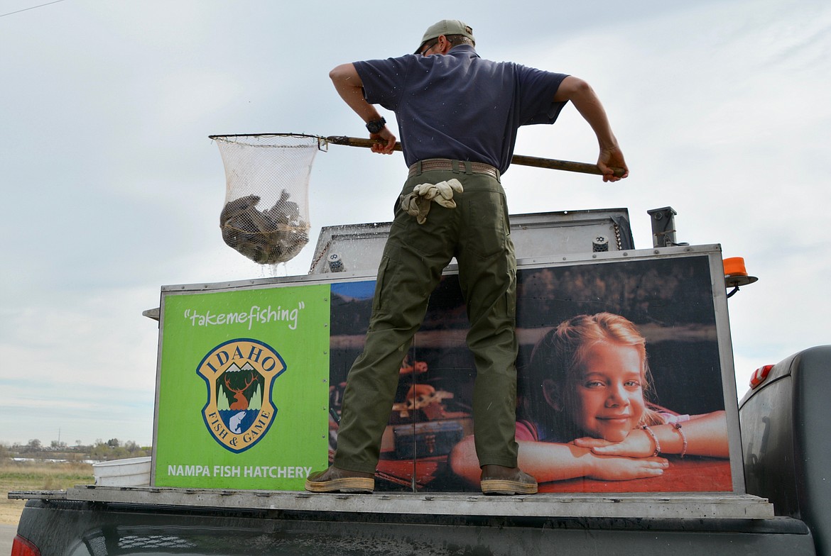 (Photo courtesy ROGER PHILLIPS/IDAHO FISH &amp; GAME)
Rainbow trout are stocked in southwestern Idaho.