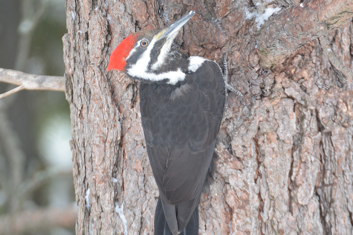 (Photo by DON BARTLING)
Idaho&#146;s biggest woodpecker, easily recognized with his black body and white stripes down the neck and brilliant flame-red crest.