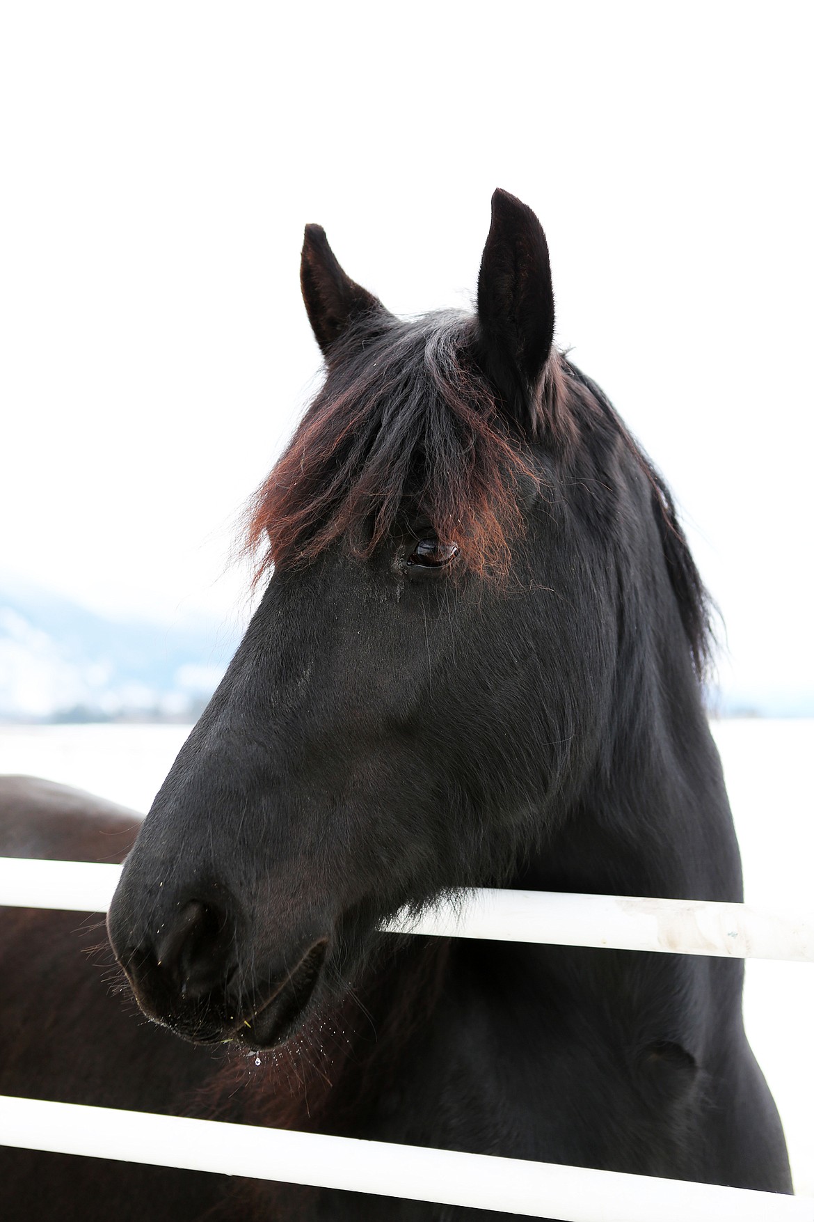 A FRIESIAN horse peaks over the fence at Legendary Friesians in Columbia Falls. (Mackenzie Reiss/Daily Inter Lake)