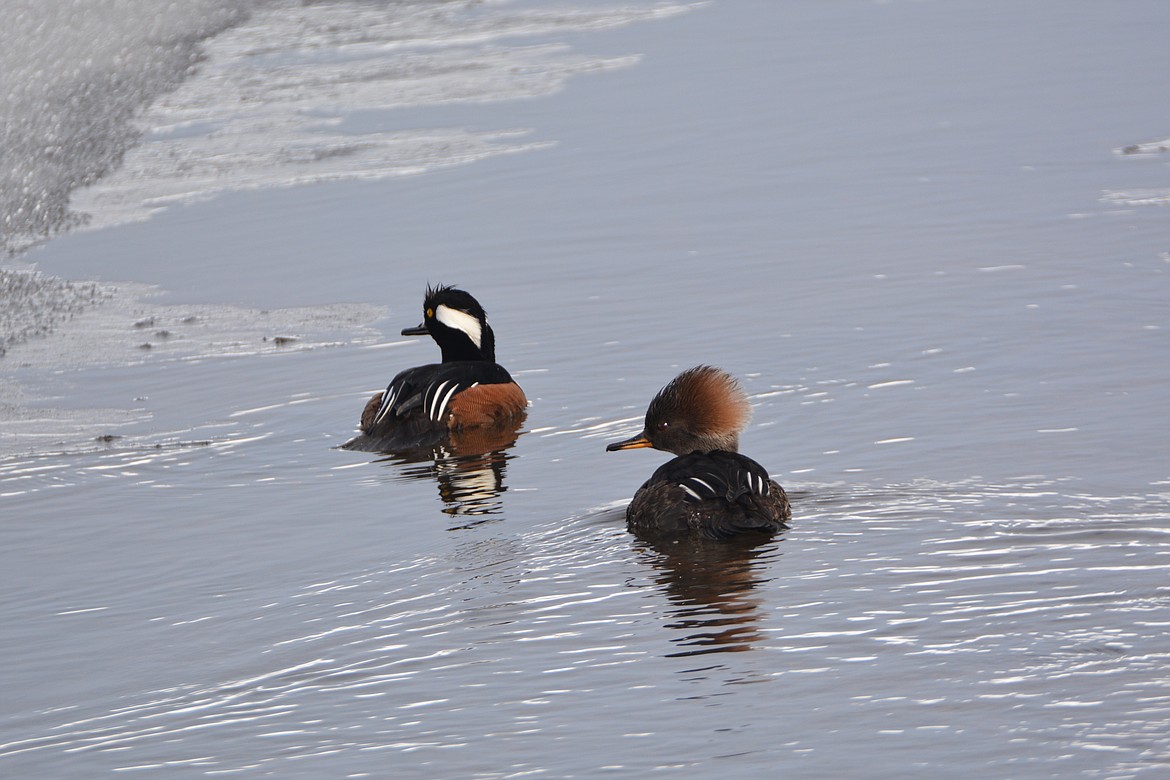 Unlike dabbling ducks, Hooded Mergansers swim low in the water. Their legs are far back on their bodies, which helps in diving but makes them awkward on land.