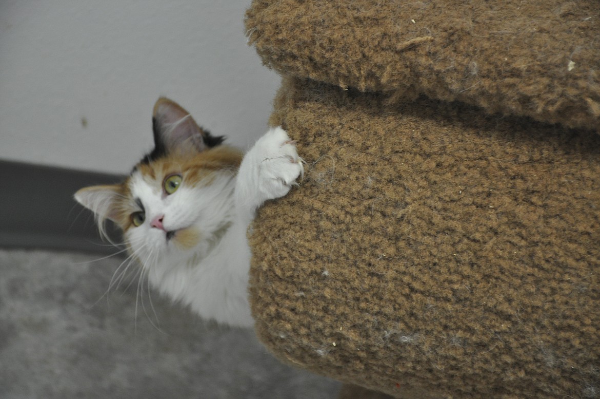 WHISPER IS A kitten at the Mission Valley Animal Shelter in Polson. The calico is special needs, as her hind legs will need surgery. She is one of several cats at the shelter. (Ashley Fox/Lake County Leader)