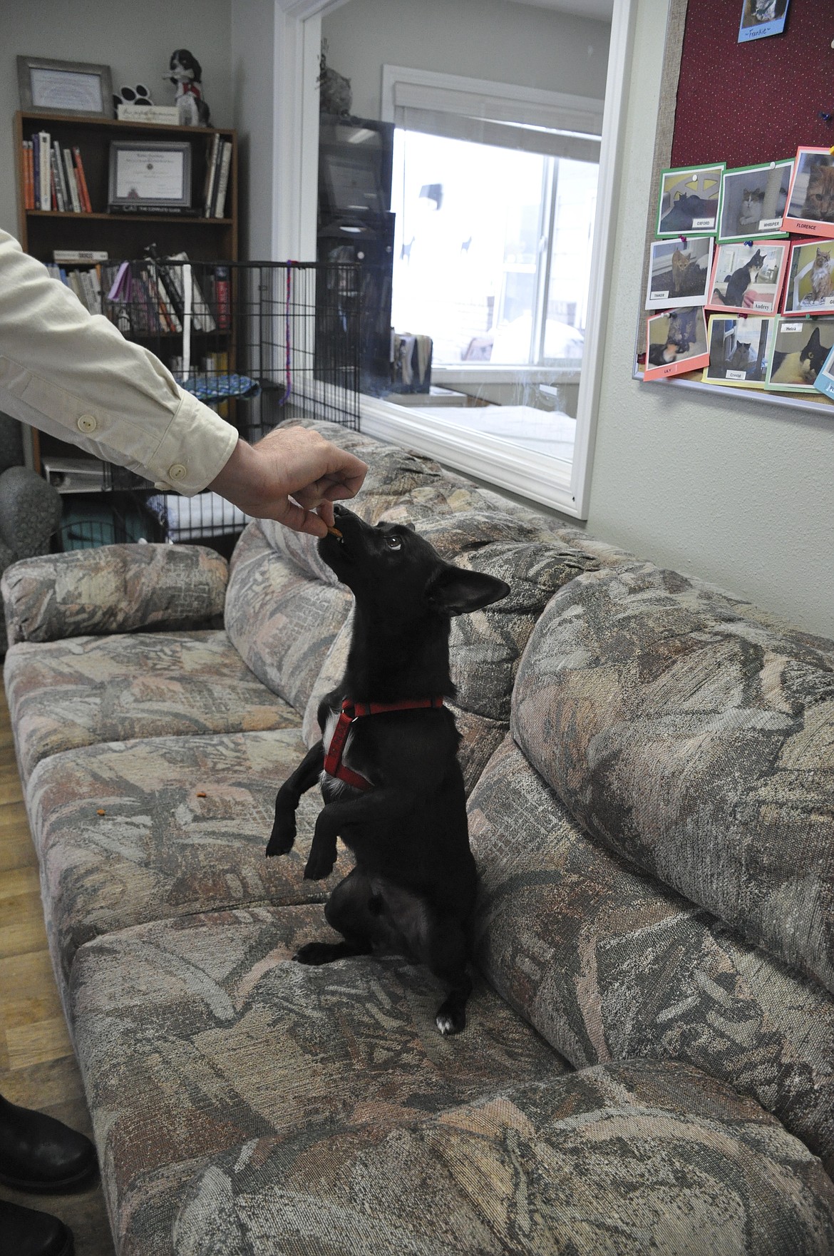 WHIBLEY IS A three-year-old Chihuahua mix at the Mission Valley Animal Shelter. Director Filip Panusz said the dog has experienced several seizures, but the high-energy dog does not need to be on medication for it. (Ashley Fox/Lake County Leader)