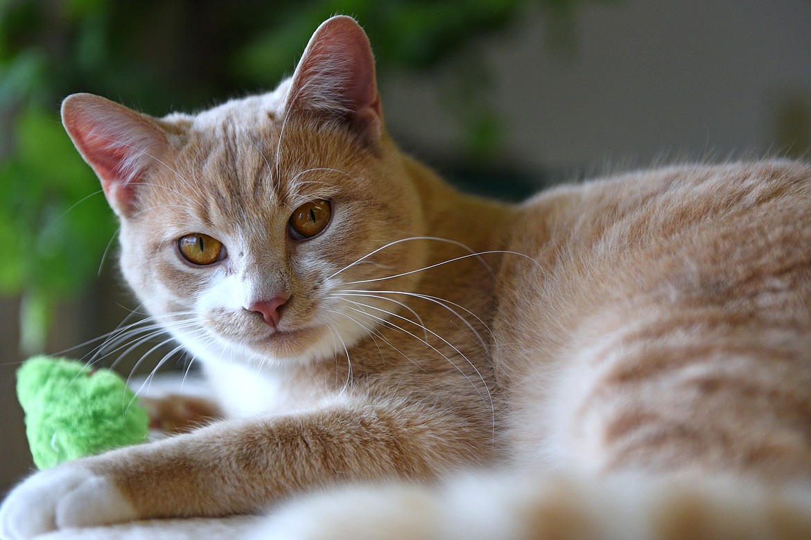 Sam, a 3-year-old tabby, is pictured at the Flathead County Animal Shelter on Thursday. (Casey Kreider/Daily Inter Lake)