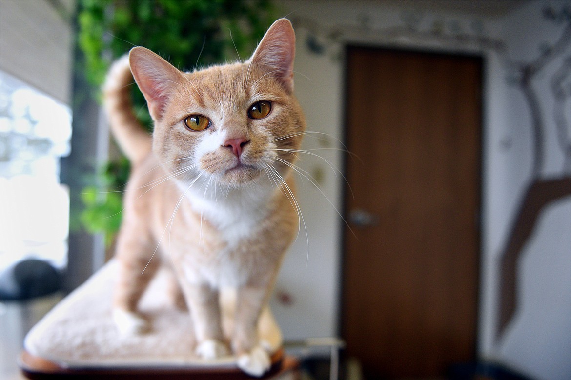 Sam, a 3-year-old tabby, is pictured at the Flathead County Animal Shelter on Thursday. (Casey Kreider/Daily Inter Lake)